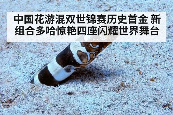 中国花游混双世锦赛历史首金 新组合多哈惊艳四座闪耀世界舞台